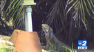 Hunter aims to solve Marco Island iguana invasion