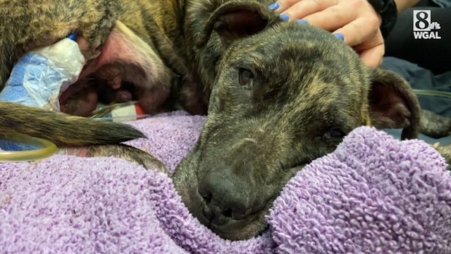 Abused dog found in Berks County dies - Vimarsana News
