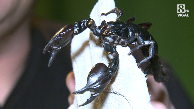 Rescued reptiles need new homes - Vimarsana News