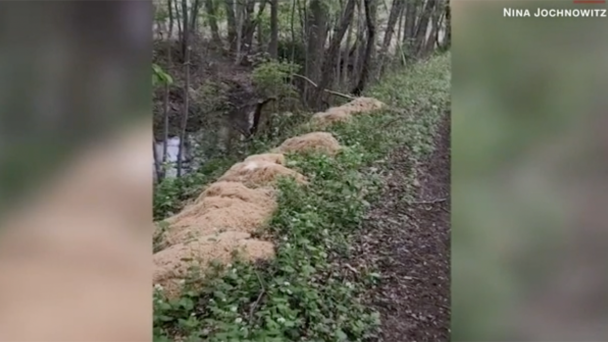 Hundreds of pounds of pasta was found mysteriously dumped in NJ