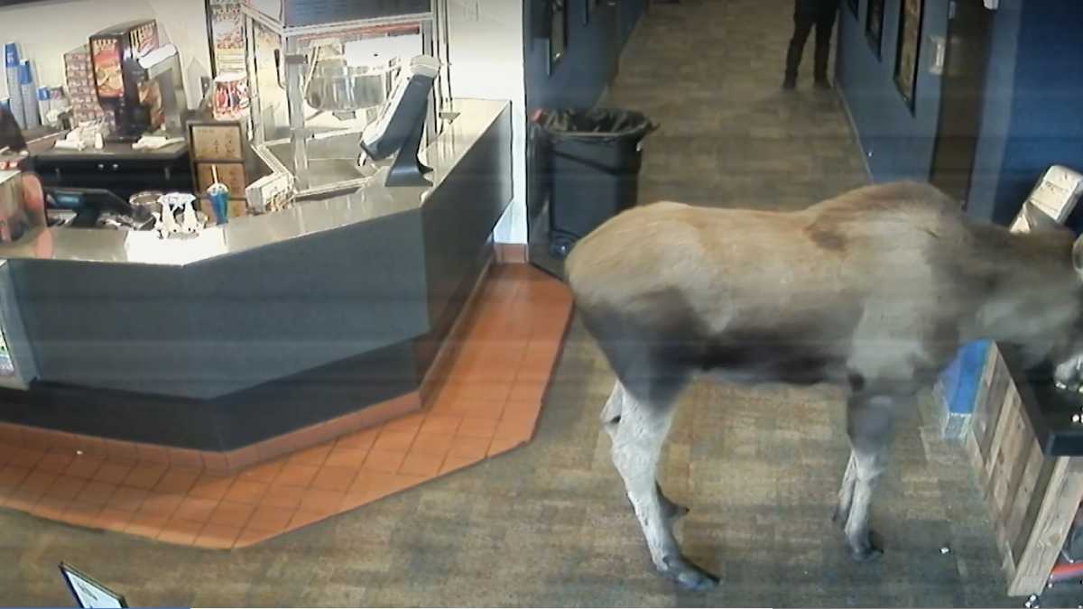 WATCH Moose chows down on popcorn at movie theater in Alaska