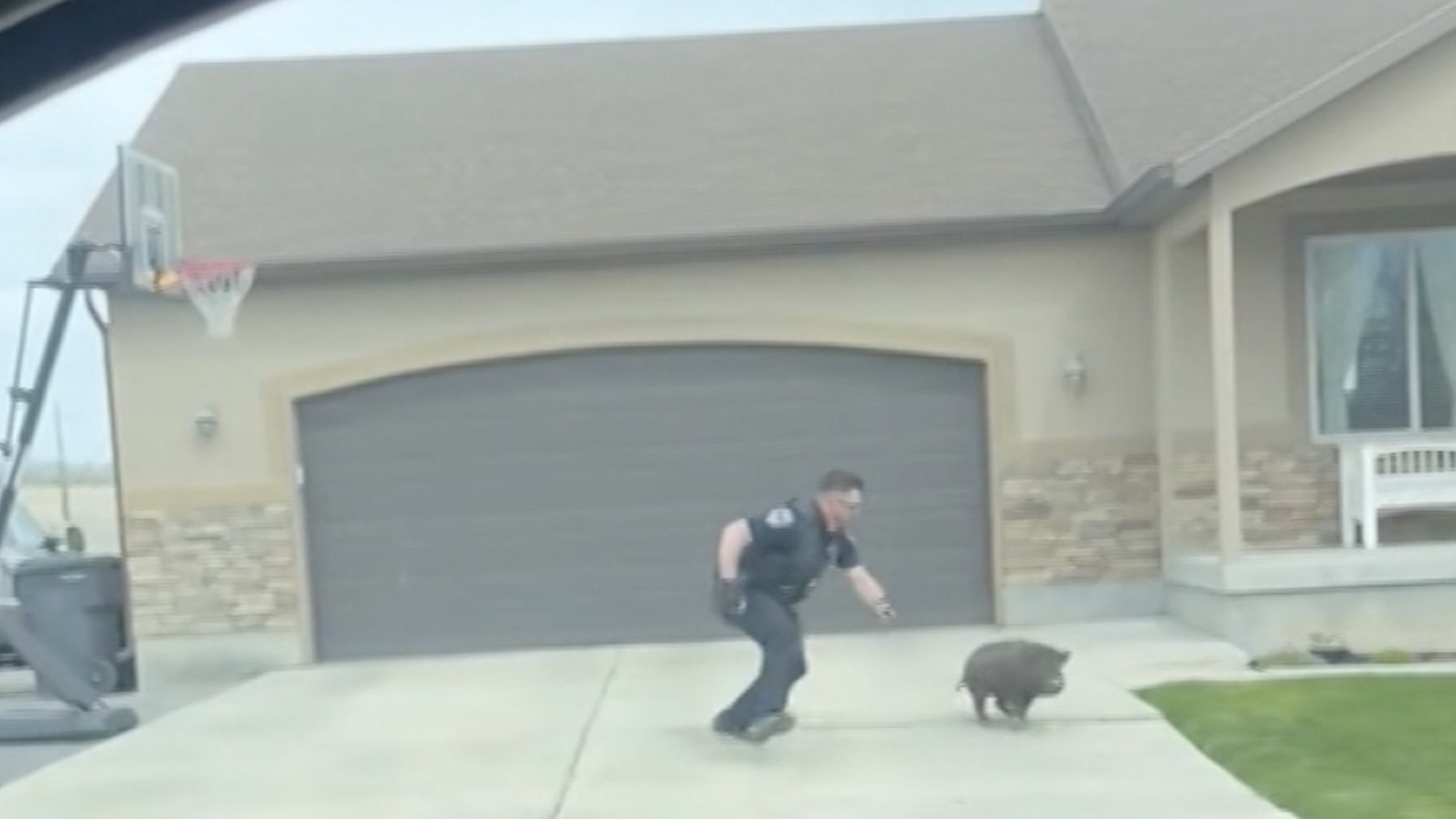 Caught on camera: Cop captures pig on the loose - Vimarsana News