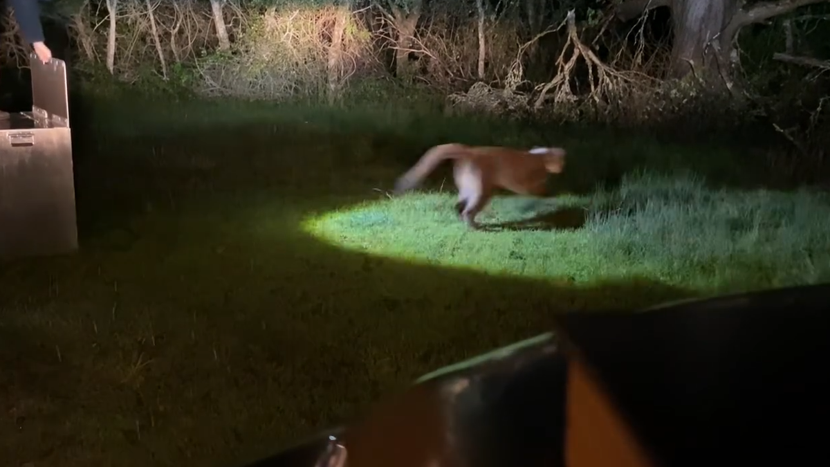 Mountain lion tranquilized in San Francisco, released back into Santa Cruz Mountains