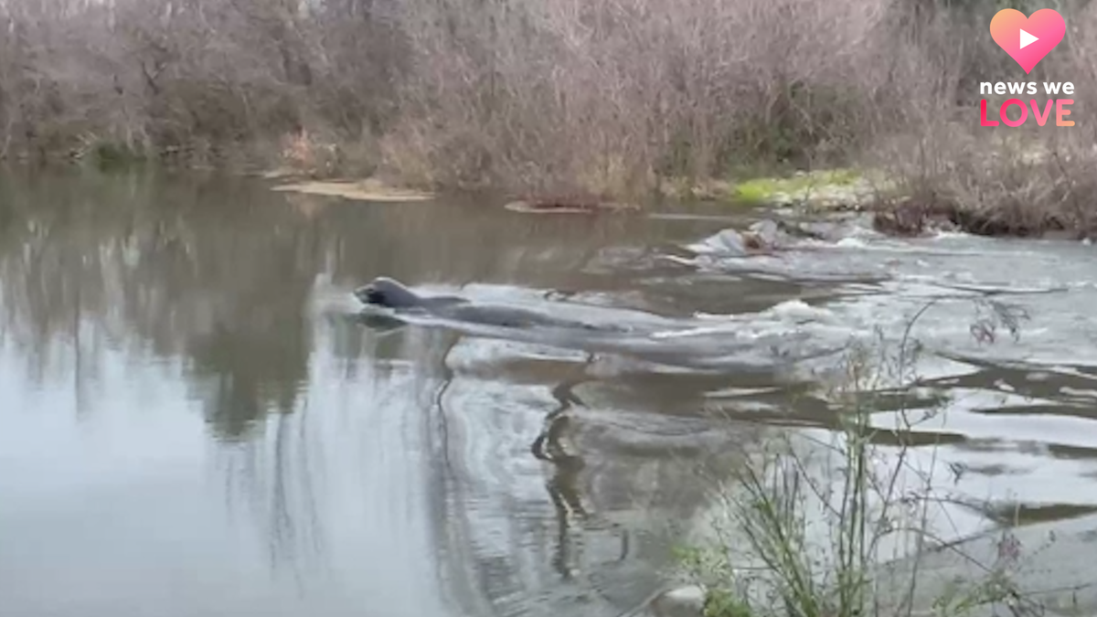 Sea lion showdown: Will the Sacramento River's visitors be a boon or a  bane? - CBS Sacramento