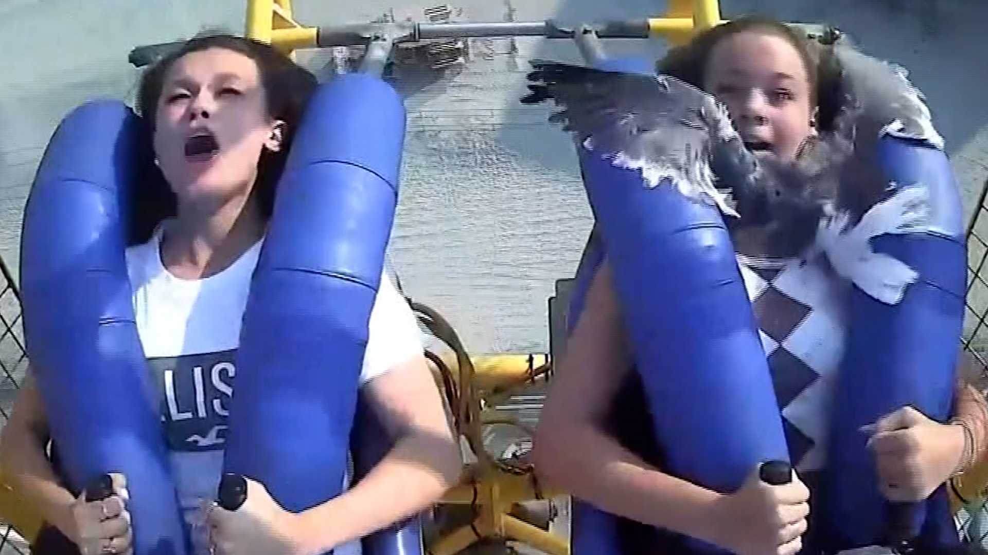 MUST WATCH: Seagull smacks teen in the face when amusement park ride takes off - Vimarsana News