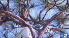 owls in Estero tree