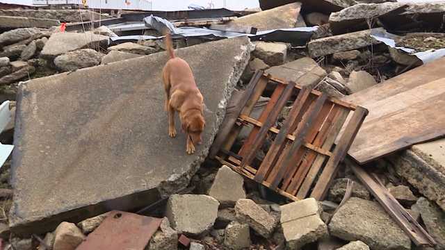 Rescue dog training - Vimarsana News