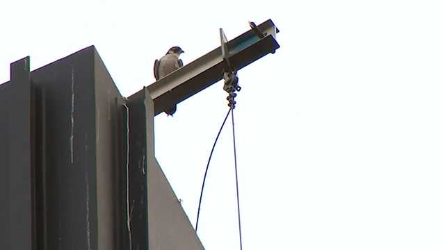 Peregrine falcons protecting chicks, dive-bombing pedestrians - Vimarsana News