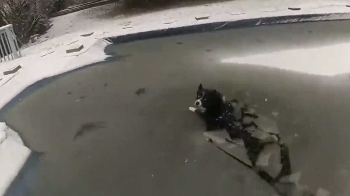 VIDEO: Police rescue a dog from a partially frozen pool in Pennsylvania