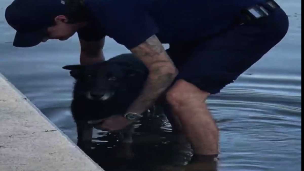Missing dog rescued from canal reunites with family after 7 years