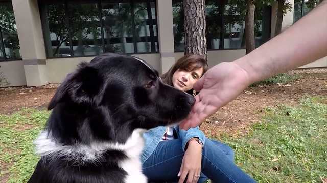 A rescue dog alerts family to teen having stroke - Vimarsana News