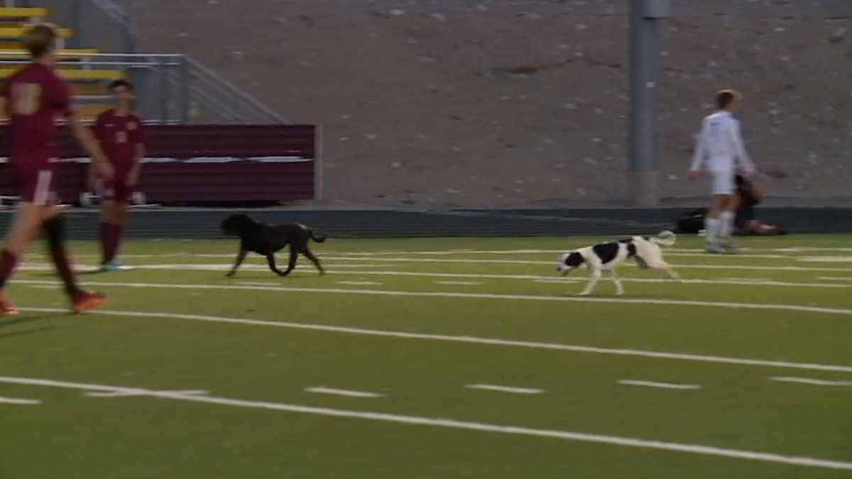 watch-two-dogs-take-over-a-high-school-soccer-game