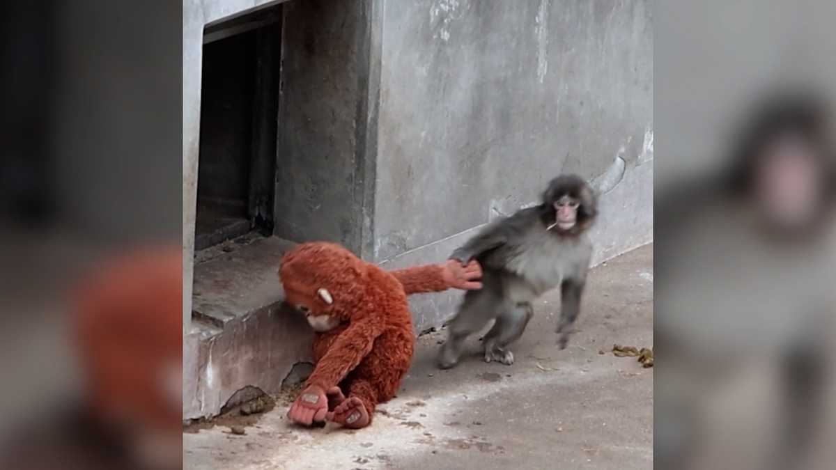 'Punch' the baby monkey is capturing hearts worldwide. Here's why