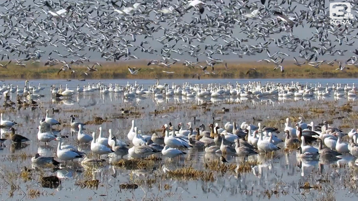Explore Outdoors Natural airshow in Colusa County — from the comfort