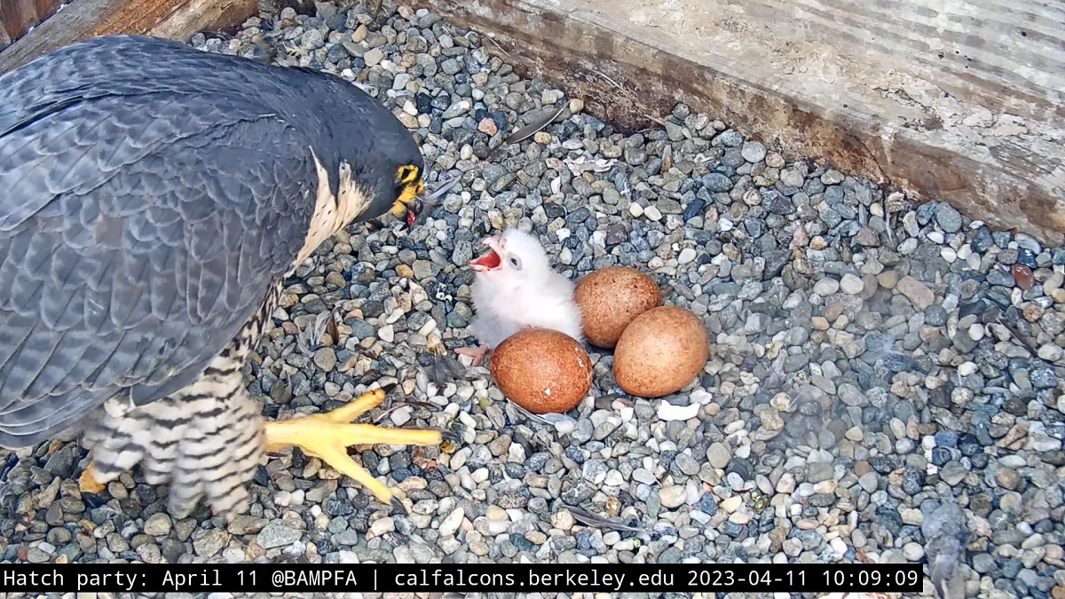 World Watches Peregrine Falcon Eggs Hatch At UC Berkeley Tower