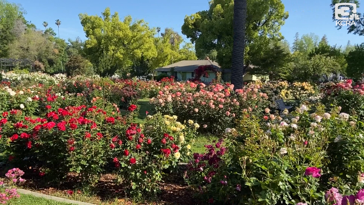 Explore Outdoors: Sacramento McKinley Rose Garden's 'running oval'