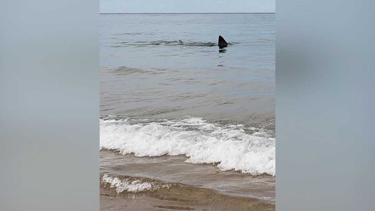 Video: Shark seen swimming very close to shore of Cape Cod beach
