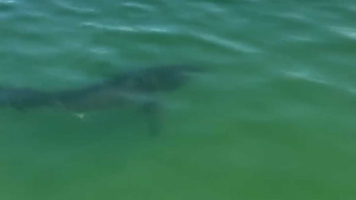 Great White Shark Sightings Prompt Beach Closure