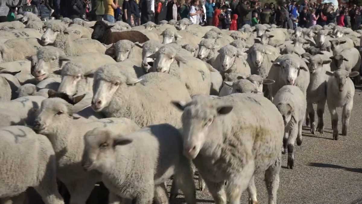 WATCH Crowd comes out to see thousands of sheep crossing Idaho highway