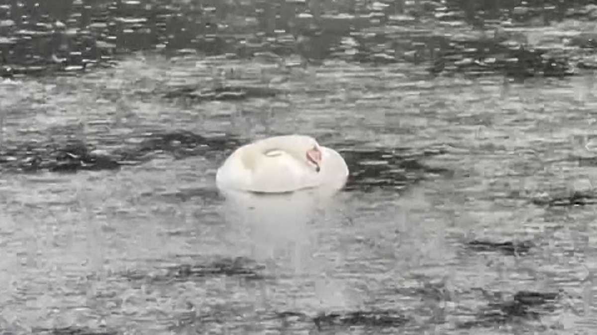 Esplanade swans euthanized due to avian flu symptoms