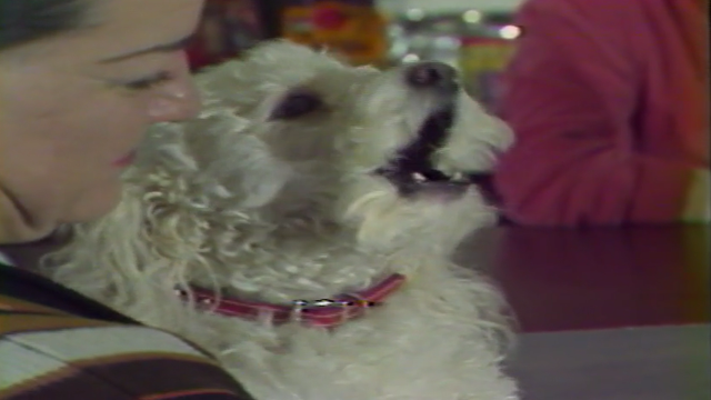 Singing dog from the '80s croons jukebox hits - Vimarsana News