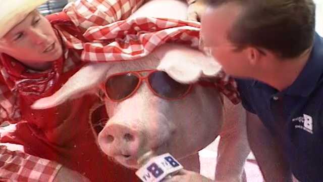 Performing pigs that can climb, slide and sing amazed at 1991 Iowa State Fair - Vimarsana News