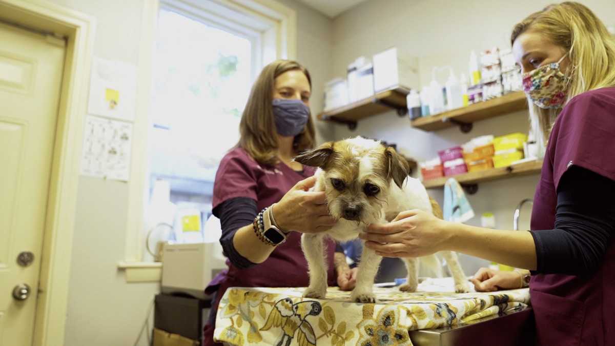 Growing a local vet clinic with help from CSB