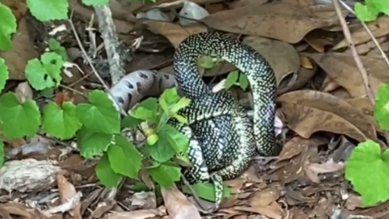 king snake eating copperhead