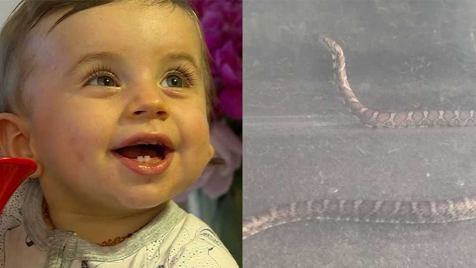 5footlong snake bites baby boy inside Medford family's home