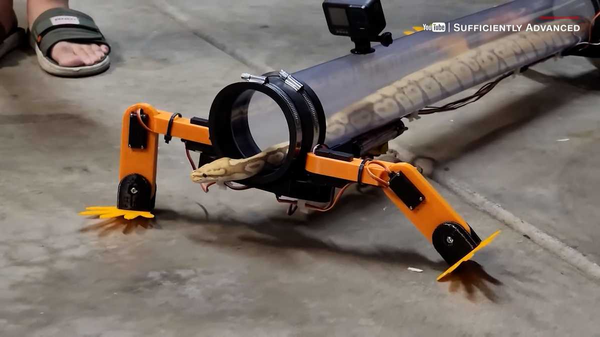 WATCH: Snake ditches the slither, walks with robot legs