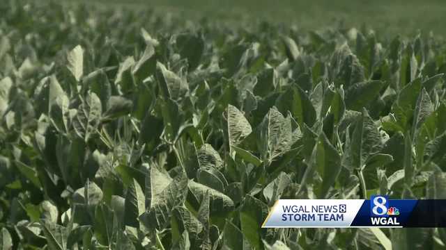 Pennsylvania farmers concerned hot, dry conditions will hurt some crops - Vimarsana News