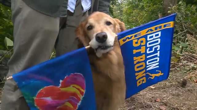Spencer's owners mourn death of beloved Boston Marathon dog - Vimarsana News