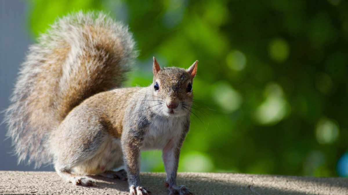 squirrel causes thousands of dollars in damages