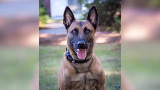 Solemn salute to first Mass. State Police K-9 killed in line of duty - Vimarsana News