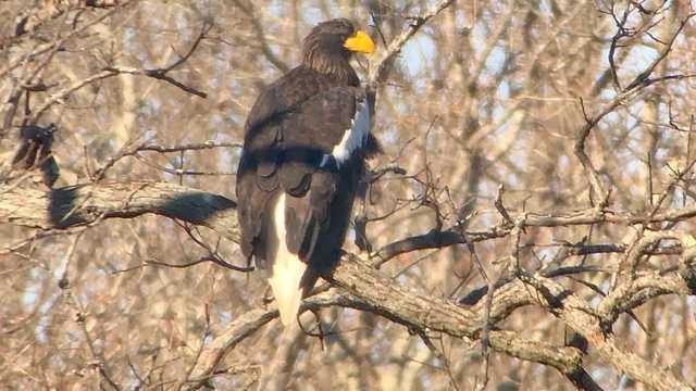 Sea eagle from Asia spotted along Taunton River in Massachusetts - Vimarsana News