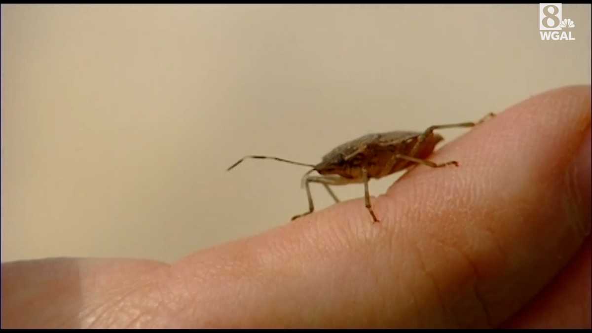 how-to-keep-stink-bugs-out-of-your-home