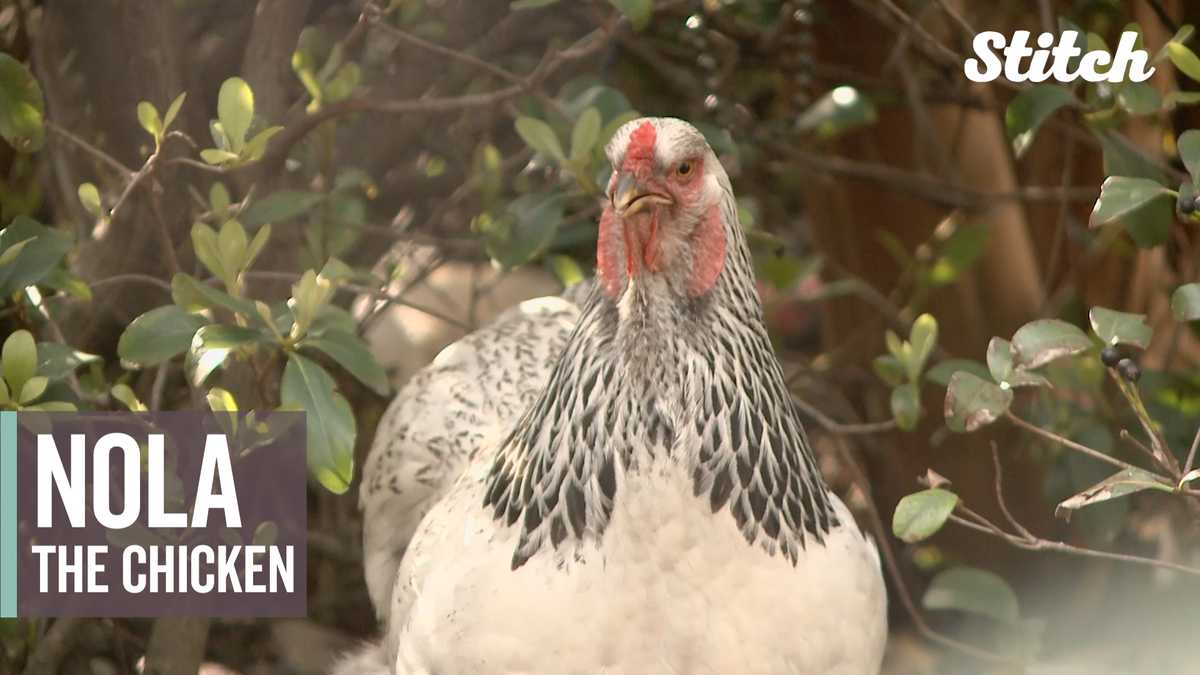 This chicken has been crossing the same road for over a year