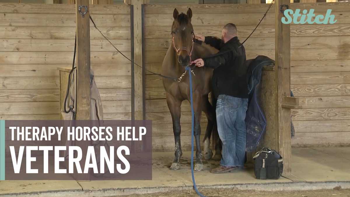 retired-army-veteran-runs-horse-therapy-program-for-fellow-veterans