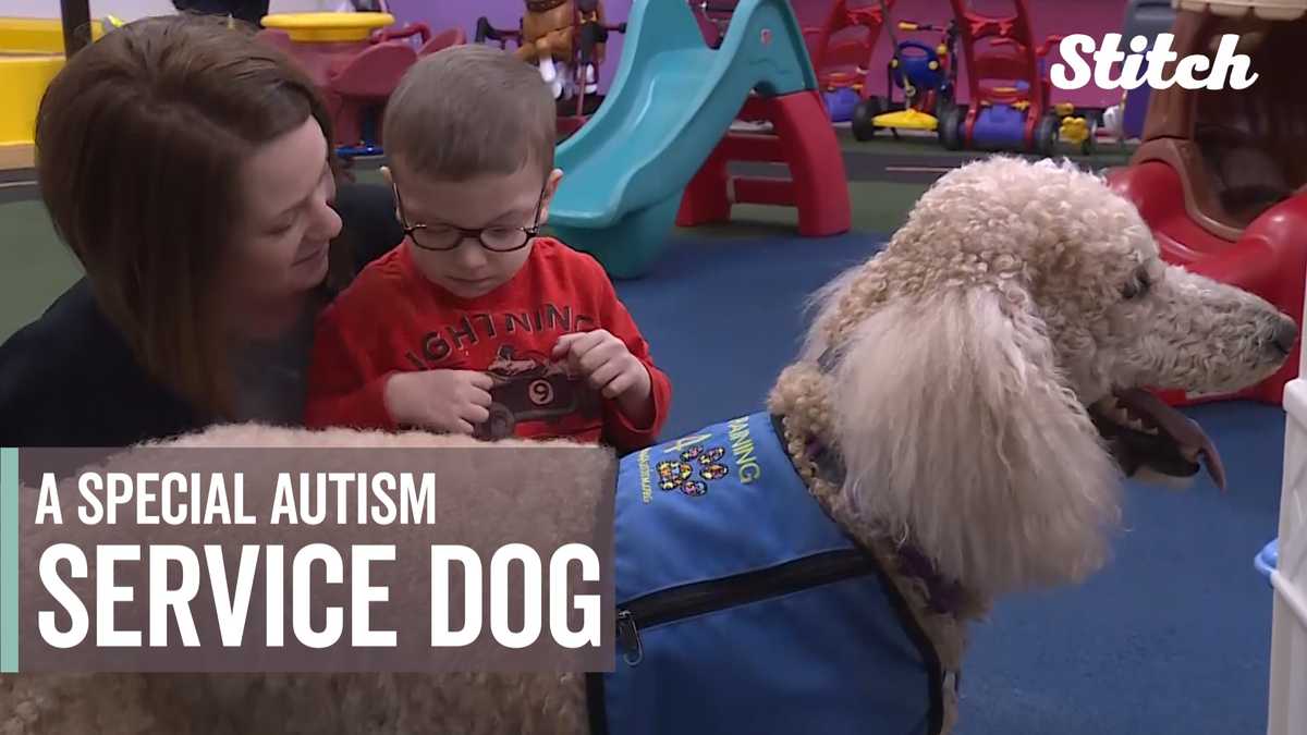 Autism groups partner to give full-time service dog to children with autism