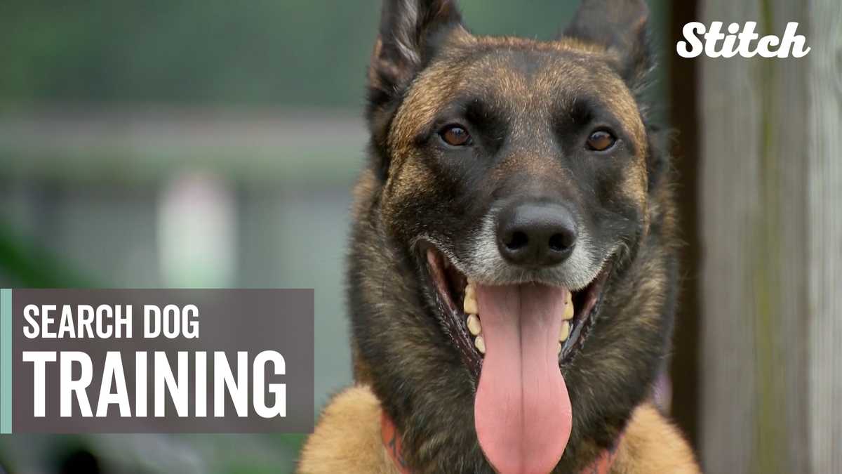 Search Dog organization is labor of love for volunteers