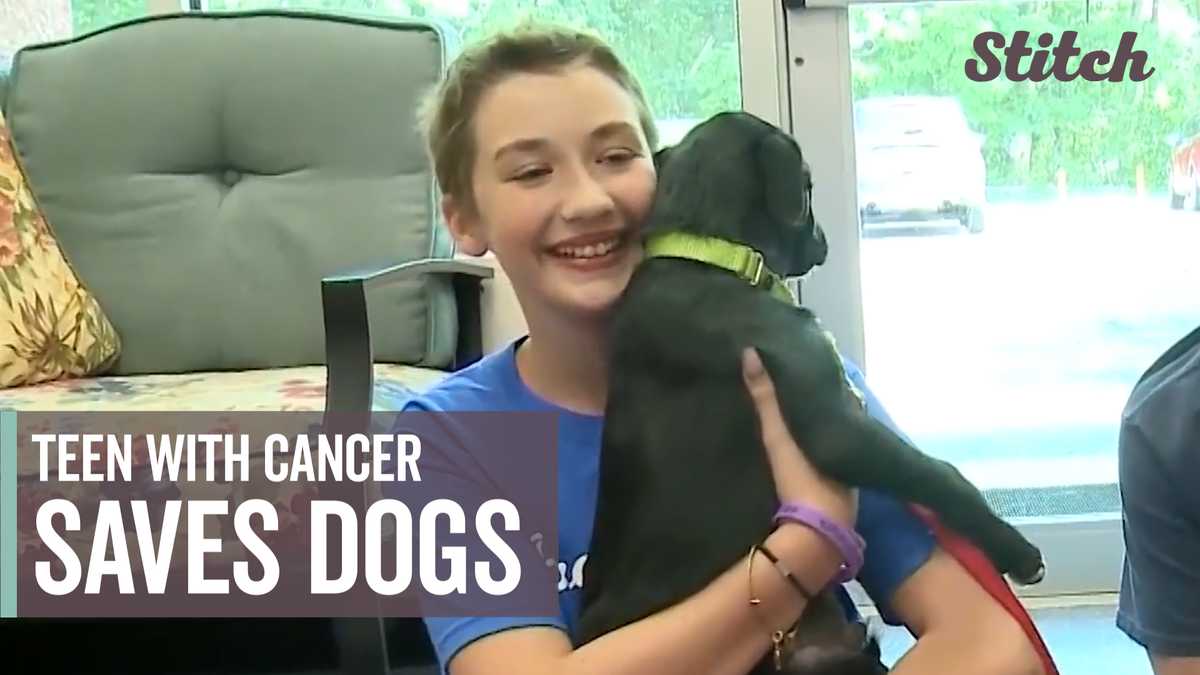 Rescue dogs find forever homes with help from teen diagnosed with ...