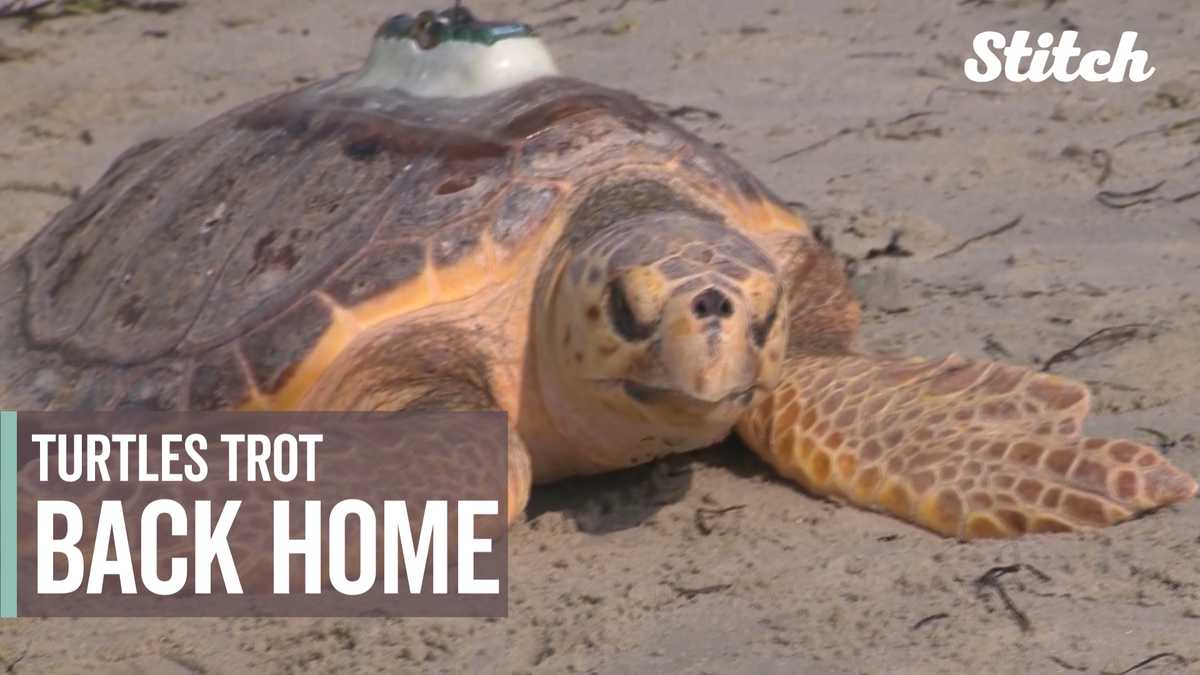 Turtles released back into ocean after rehabilitation