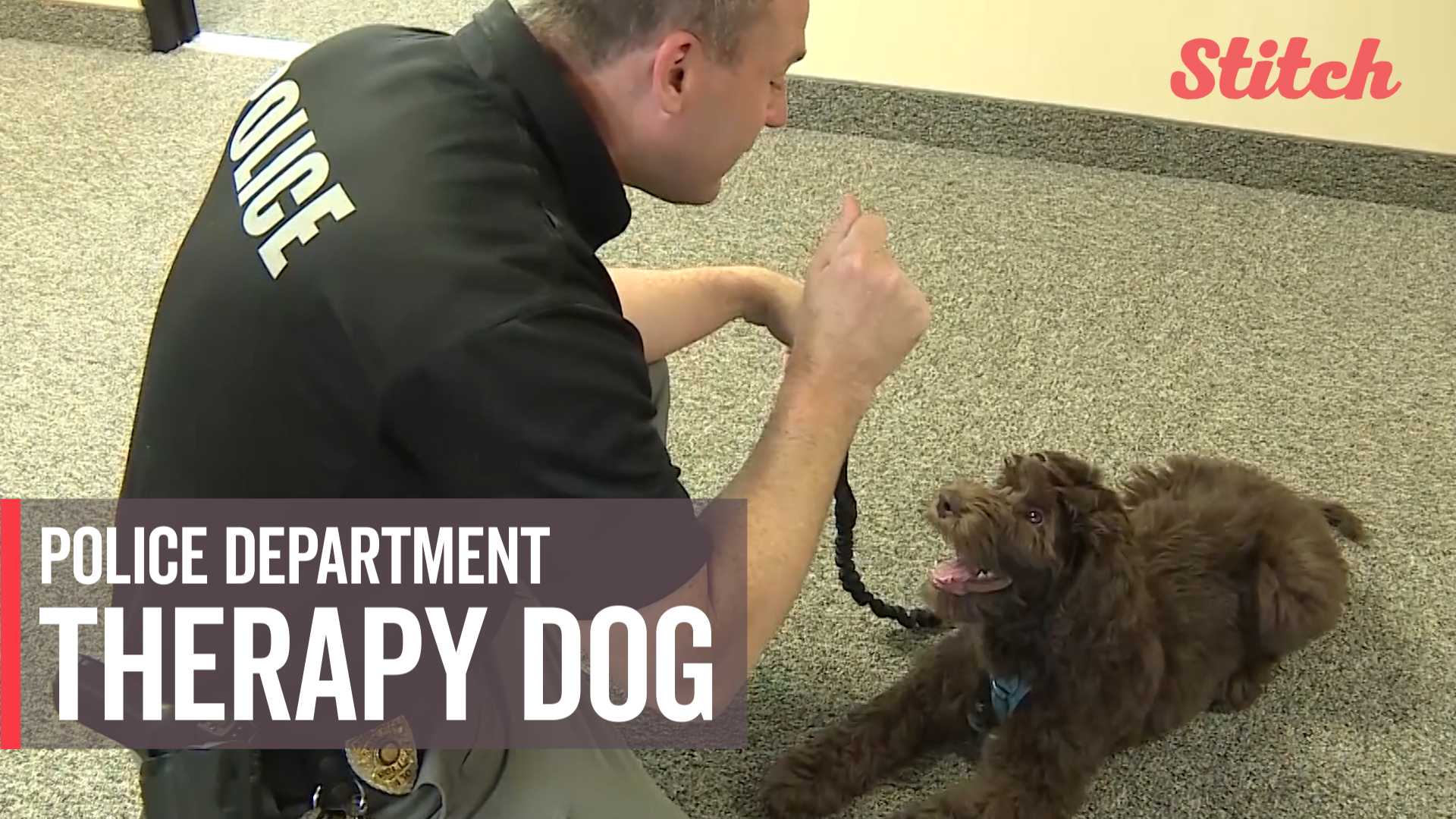 Police Department Hopes New Therapy Dog Will Help Improve Relationships ...