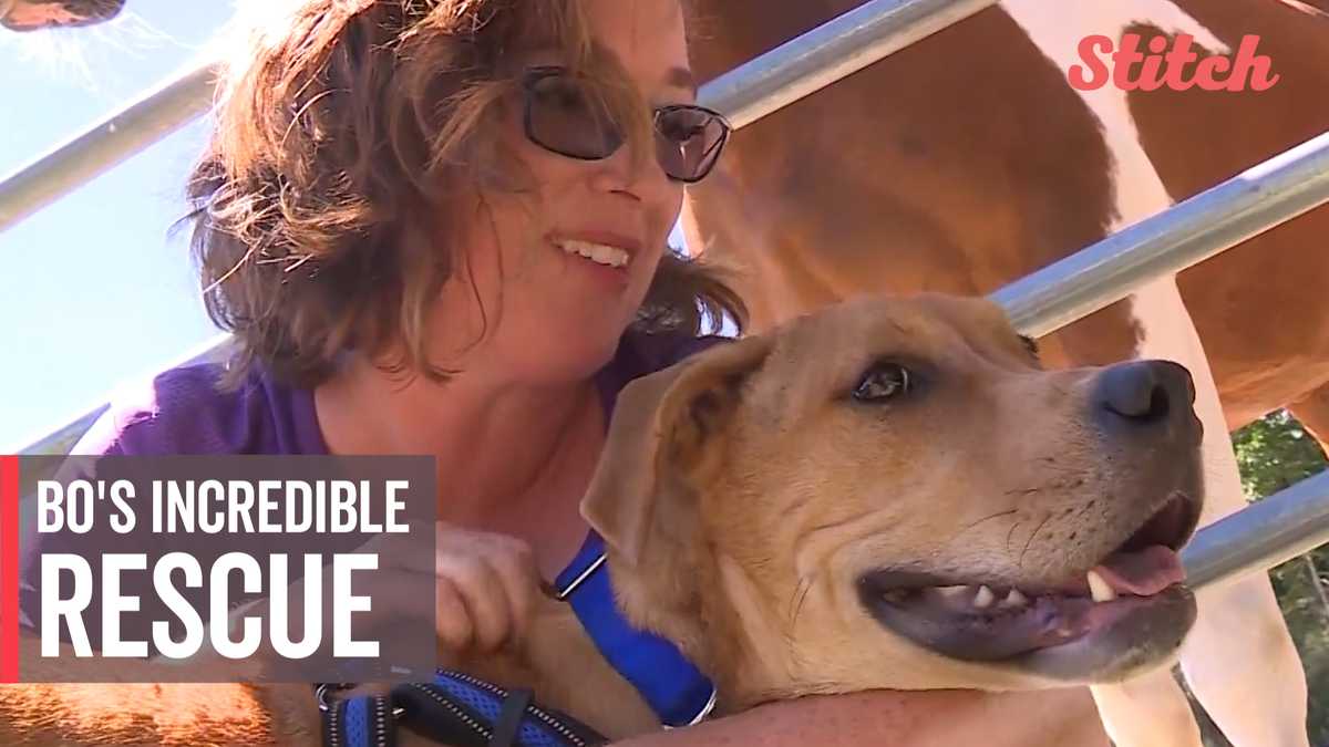 5-month-old puppy hit by car, left for dead in Georgia finds forever ...