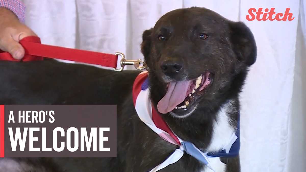 Stray dog rescued from abuse in Iraq finds forever home in United States