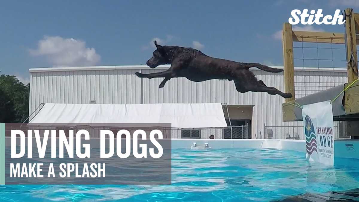 Pups make a splash at new dockdiving doggy pool