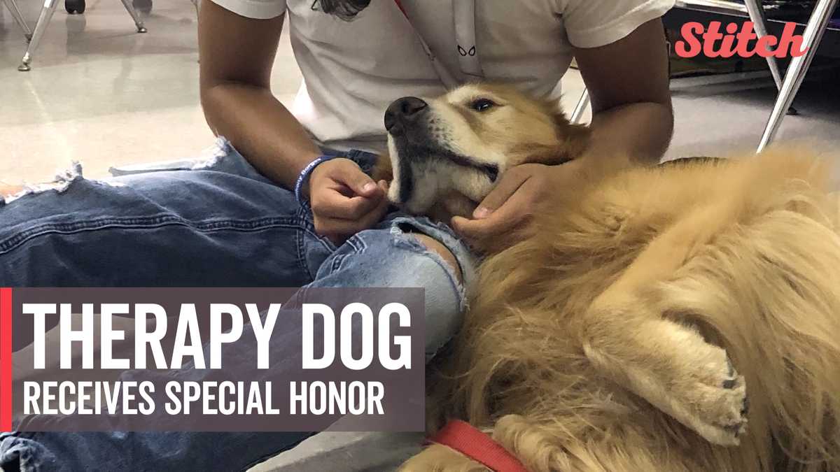 Golden retriever only therapy dog in U.S. to receive national