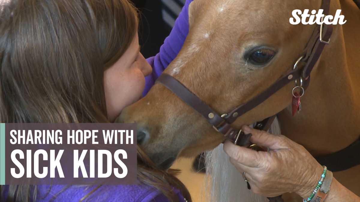 Mini therapy horse provides comfort to pediatric hospital patients