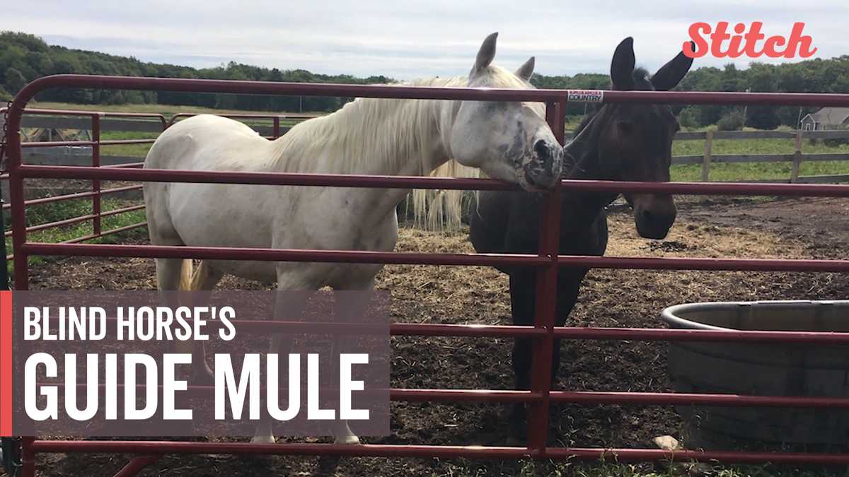 Mule takes it upon himself to be blind horse's guide