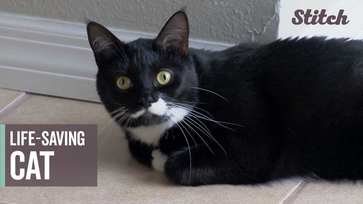 Couple's pet cat credited with saving them from carbon monoxide poisoning